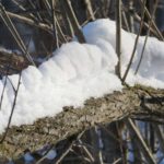 snowy tree branch