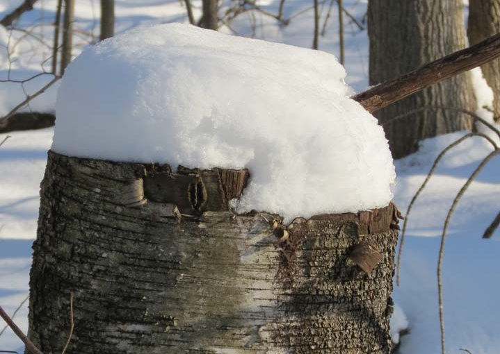Snowy Tree Stump