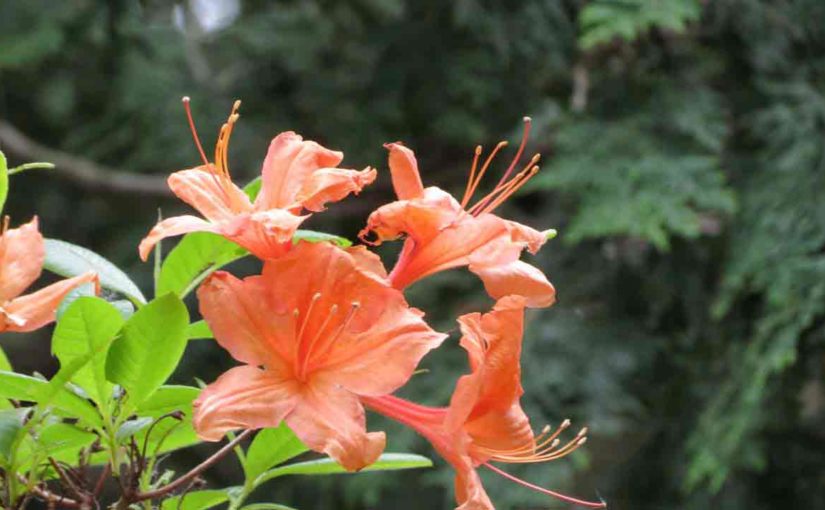 Azaleas Orange Flowers