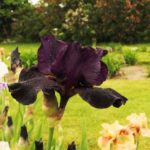 Iris Flower Dark Purple
