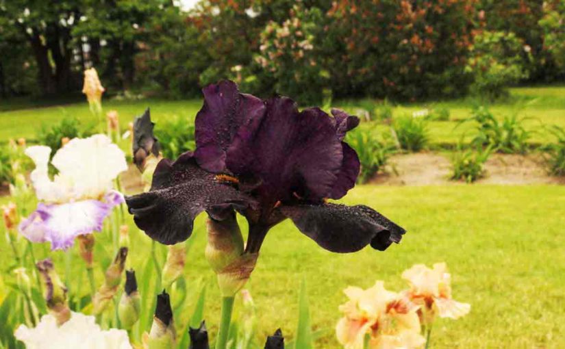 Iris Flower Dark Purple