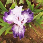 Iris Flower Purple and white