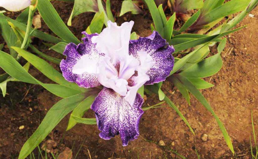 Iris Flower in Purple