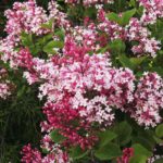 Lilac Tree Pink Flowers syringa-vulgaris
