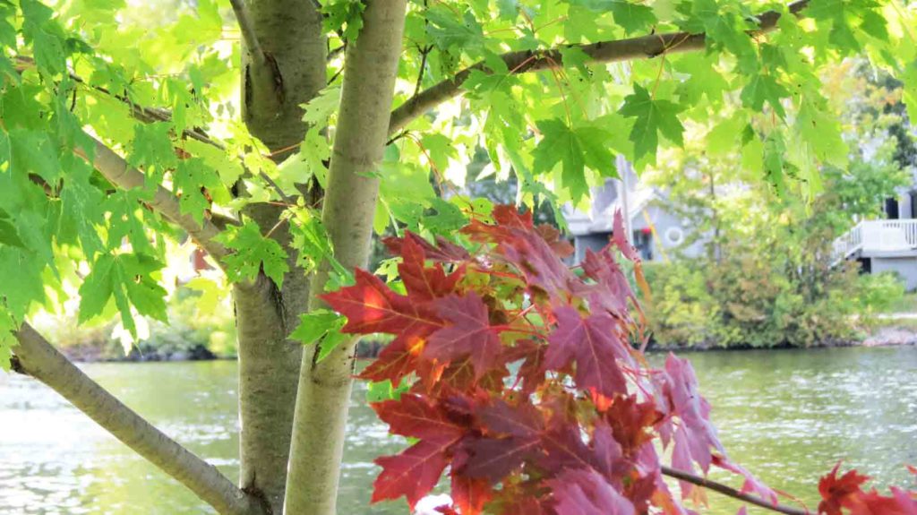 Picture of a Silver Maple Tree leaves are turning a beautiful red
