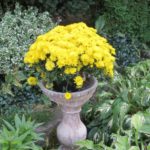 mums flowers-yellow-landscaping-ideas