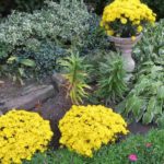 mums flowers in yellow