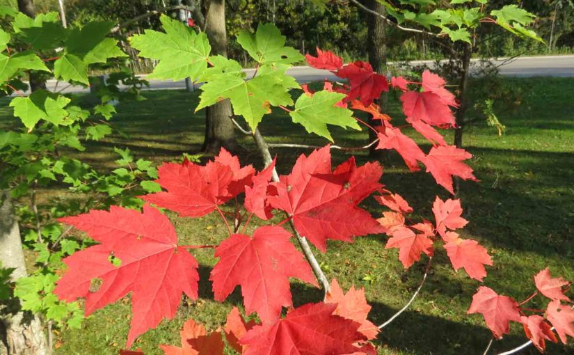 types of maple trees with red leaves