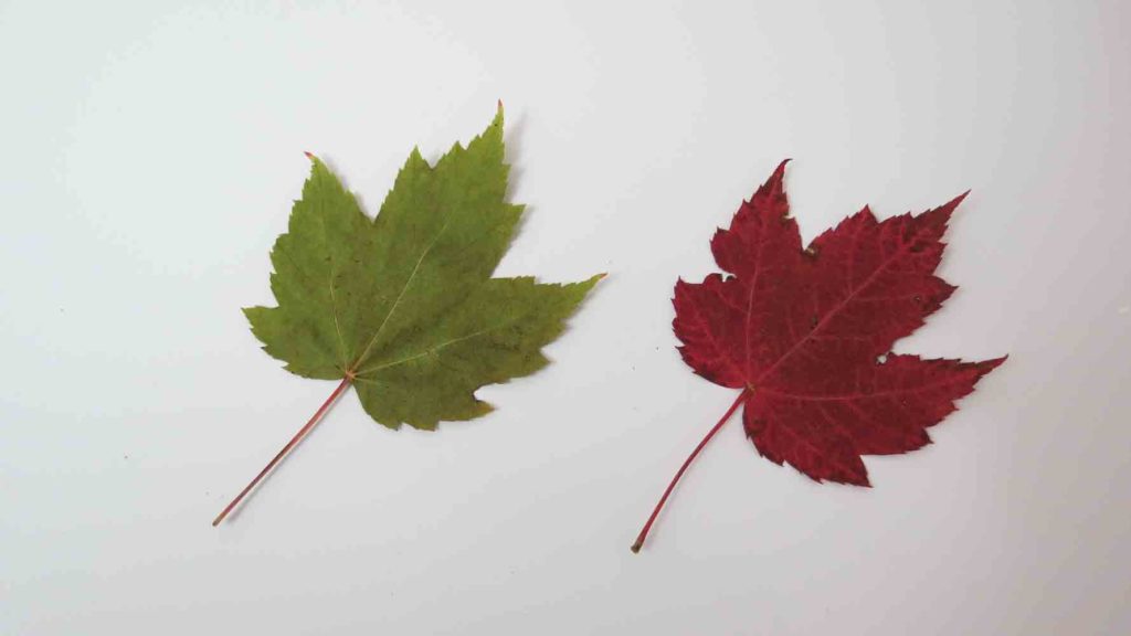 Red Maple Tree Leaf - Summer Versus Autumn