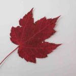 Red Maple Tree Leaf