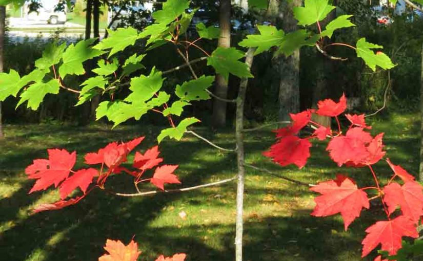 Picture of a Red Maple Tree