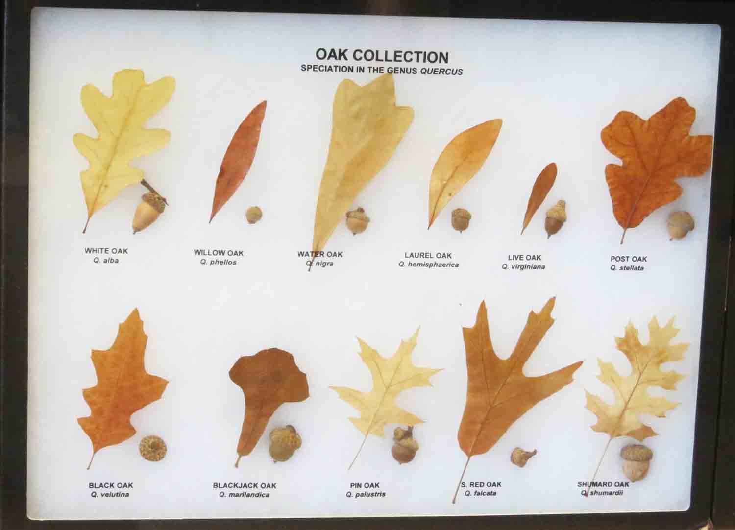 Oak Tree Varieties Chart