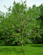 Butternut Tree