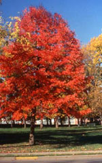 Black Gum Tree Pictures: Fall Black Tupelo (Black Gum) Tree Red Leaves