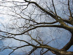Zelkova Tree Branches Wood