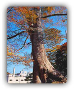 Zelkova Tree Pictures, Zelkova Serrata Species