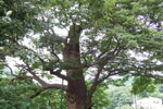 Zelkova Tree